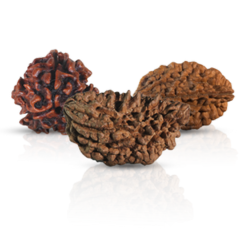 Image of three Rudraksha beads: one 6-mukhi in brown, another in light brown, and a mixed red-brown 6-mukhi bead for spiritual use