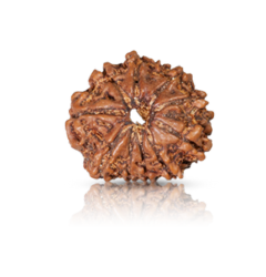 10-mukhi Rudraksha beads in brown color, known for spiritual significance, enhancing personal strength, focus, and promoting positive energy