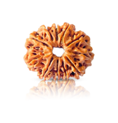 11-mukhi Rudraksha beads in light brown color, known for spiritual significance, enhancing personal strength, focus, and promoting positive energy