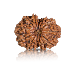 12-mukhi Rudraksha beads in brown color, known for spiritual significance, enhancing personal strength, focus, and promoting positive energy