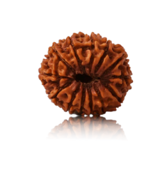 13-mukhi Rudraksha beads in dark brown color, known for spiritual significance, enhancing personal strength, focus, and promoting positive energy
