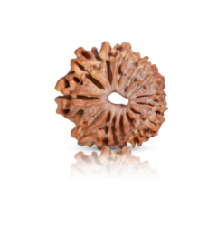 14-mukhi Rudraksha beads in brown color, known for spiritual significance, enhancing personal strength, focus, and promoting positive energy