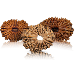 Three different-shaped brown Rudraksha beads, each with unique shades, known for their spiritual significance and enhancing energy and focus