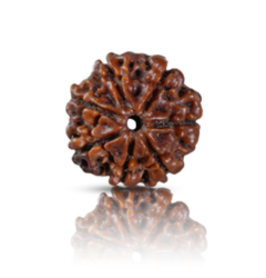 7-mukhi Rudraksha bead in brown color, known for its spiritual significance and enhancing personal strength and focus