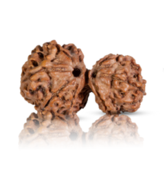Two 8-mukhi Rudraksha beads, one small and one large, in brown color, known for spiritual significance and boosting strength and focus